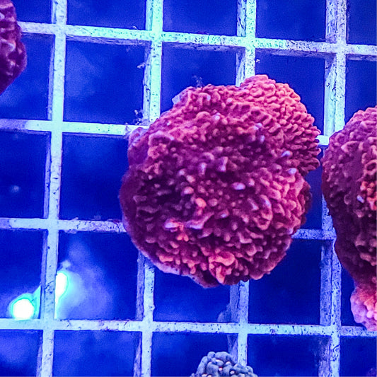 Montipora:  Red Cap Q22 7