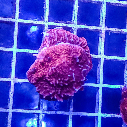 Montipora:  Red Cap Q22 8