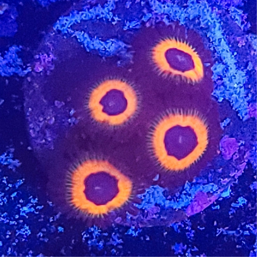 Zoanthid:  Orange Hornets  023 1E