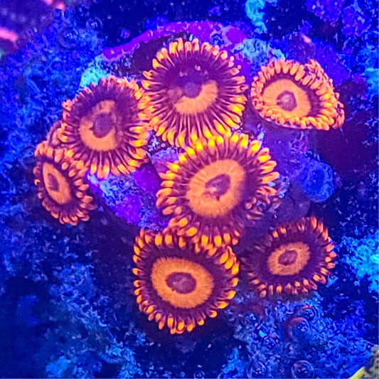 Zoanthid:  Orange Oxide  023 11A