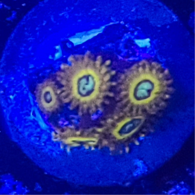 Zoanthid:  Pikachu 022 4C