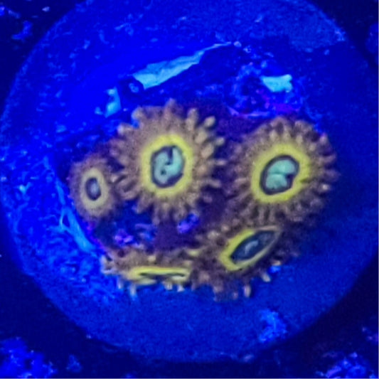 Zoanthid:  Pikachu 022 4C