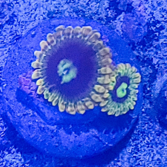 Zoanthid:  Rainbow Yoda 022 8I