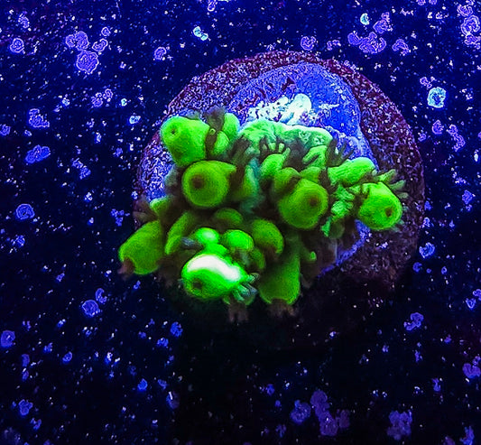 SA Woolly Mammoth Acropora  S79 A1