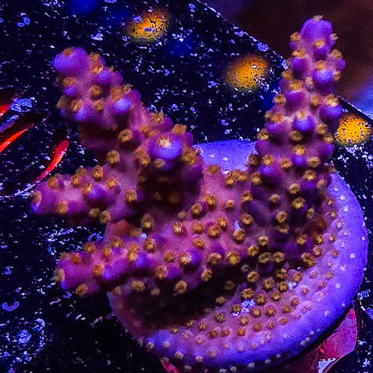 SA Merlin's Staff Acropora  S79 A10