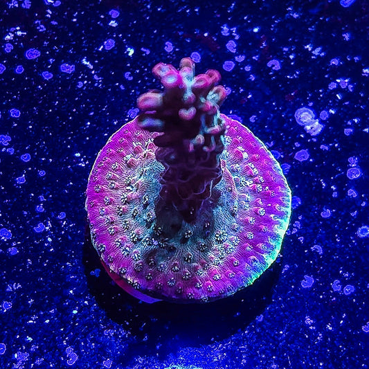 SA Apple Jacks Acropora  S79 A3