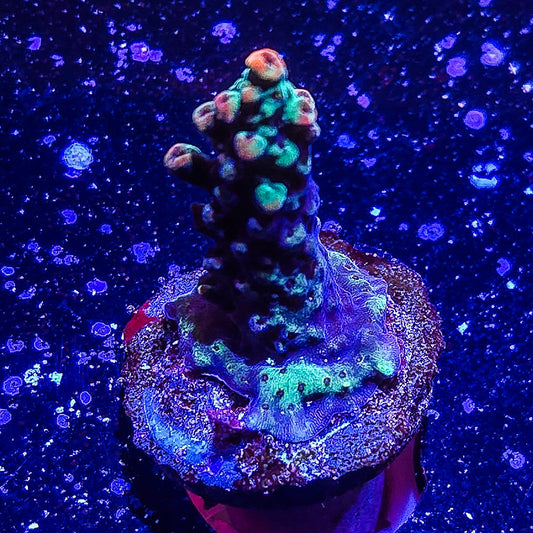 SA Fruit Cake Acropora  S79 A4