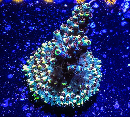 SA Pink Floyd Acropora  S79 A5