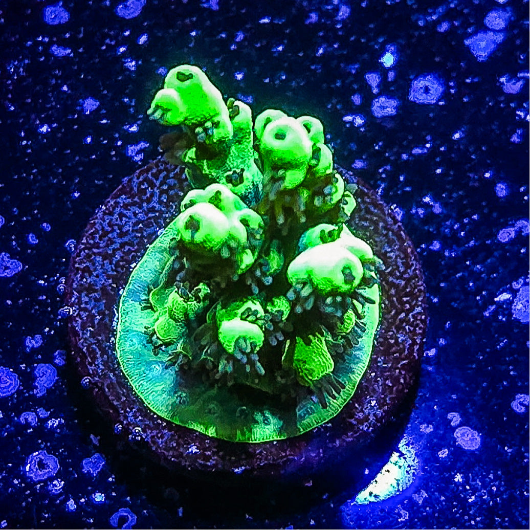 SA Woolly Mammoth Acropora  S79 A6