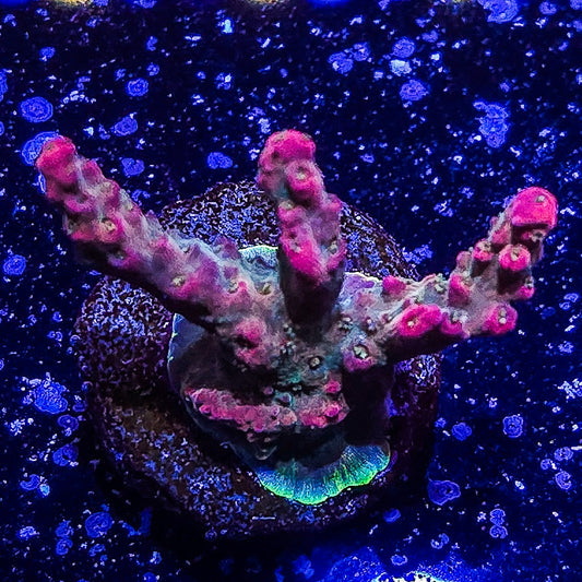 SA Apple Jacks Acropora  S79 A7