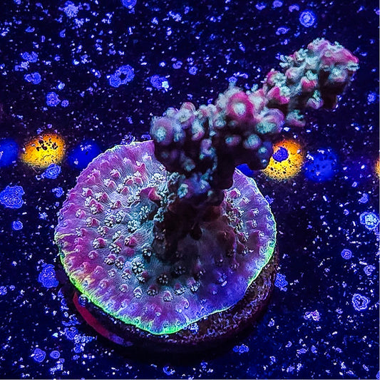 SA Apple Jacks Acropora  S79 A8