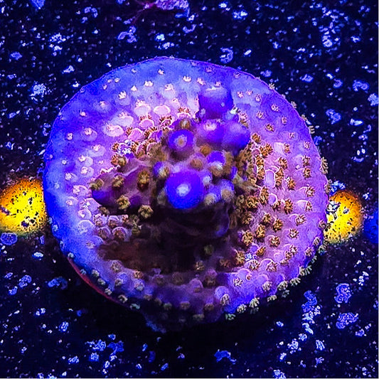 SA Merlin's Staff Acropora  S79 A9