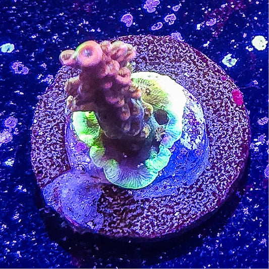 SA Limit Breaker Acropora  S79 B2