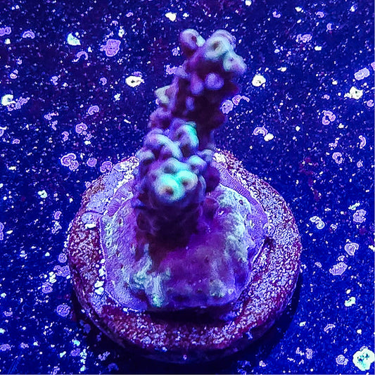 SA Mint Chip Acropora  S79 B3