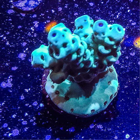 SA Mint Chip Acropora  S79 B5