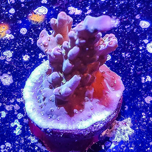 SA Apple Jacks Acropora S79 B6