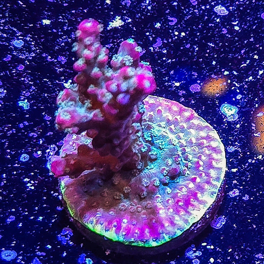 SA Apple Jacks Acropora  S79 B9