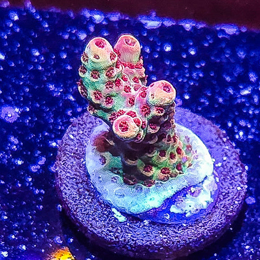 SA Princess Peach Acropora S79 C10