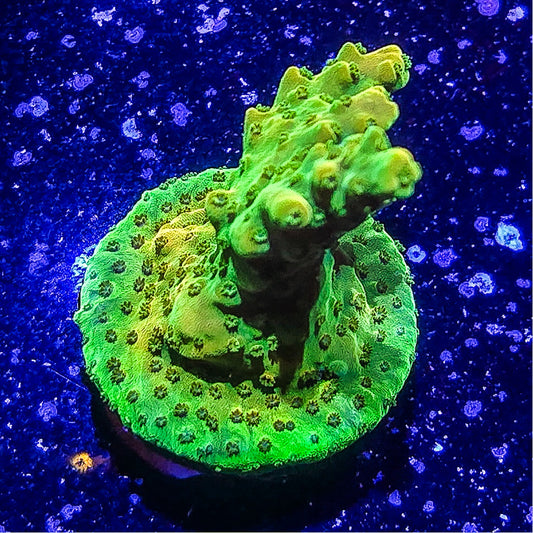 SA Orange Creamsicle Acropora S79 C2