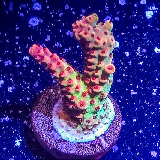 SA Princess Peach Acropora S79 C3