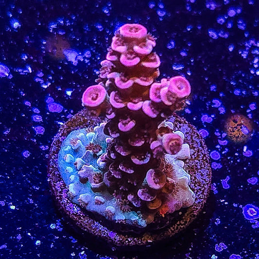 TSA Cherry Bomb Acropora S79 C4