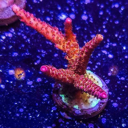 PC Rainbow Acropora S79 C5