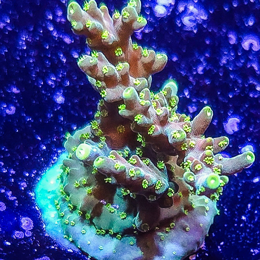 SA Kaleidoscope Acropora S79 C8