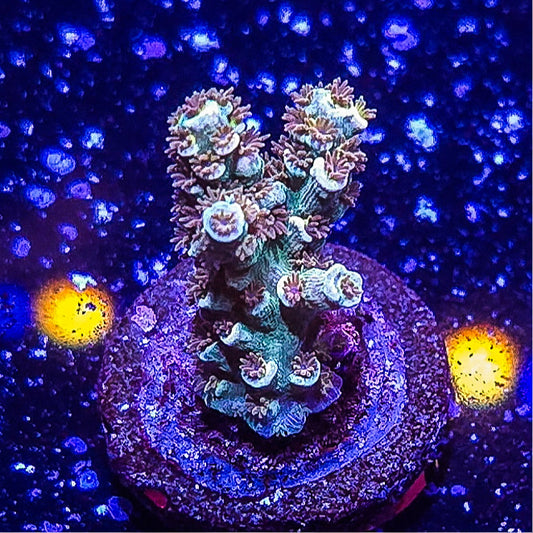 TSA Cherry Bomb Acropora S79 C9