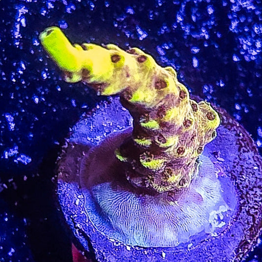 SA Pikachu Acropora S79 D10