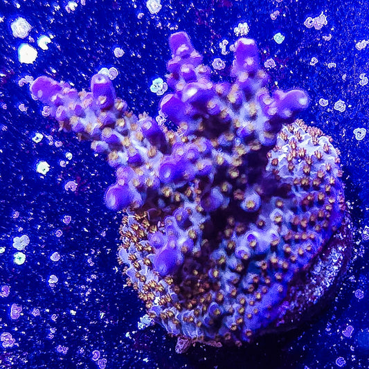 SA Merlin's Staff Acropora  S79 D2