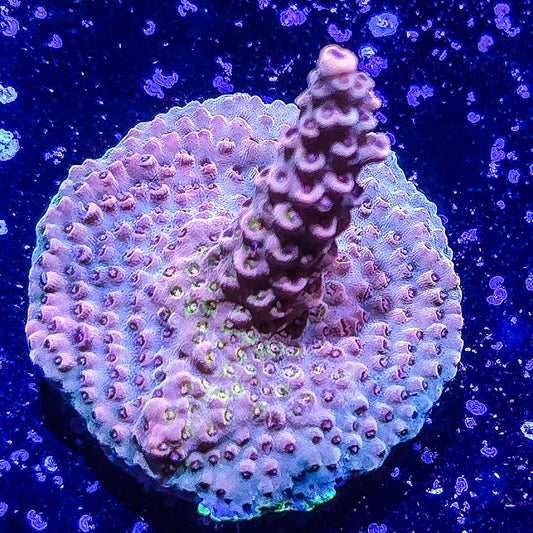 SA Blood Crest Acropora S79 D3