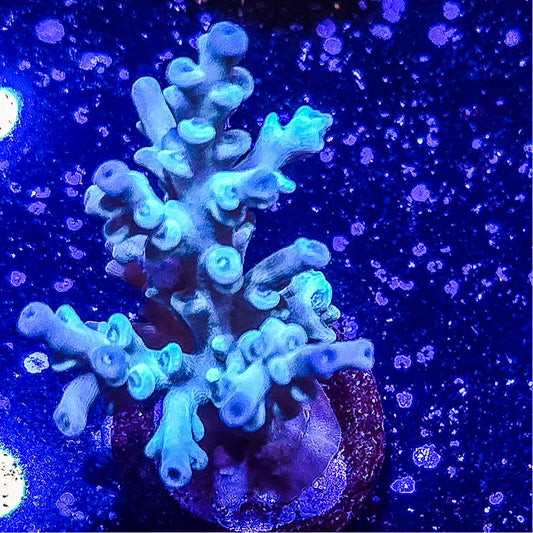 SA Ice Dragon Acropora S79 D4