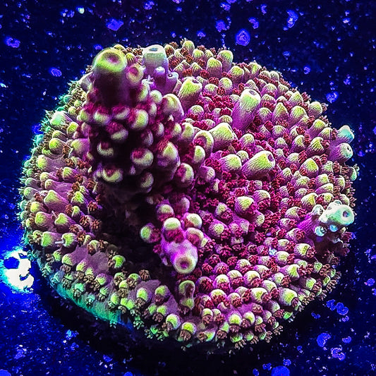 SA Pink Cadillac Acropora S79 D5