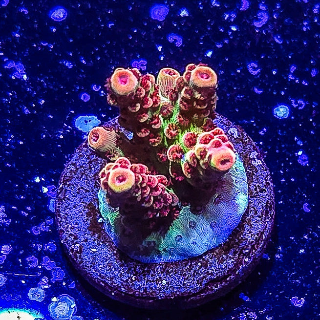 SA Princess Peach Acropora S79 D6