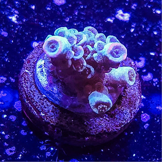 SA Blue Burn Acropora S79 D7