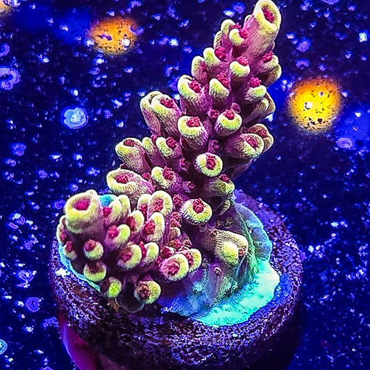 SA Pink Cadillac Acropora S79 D8