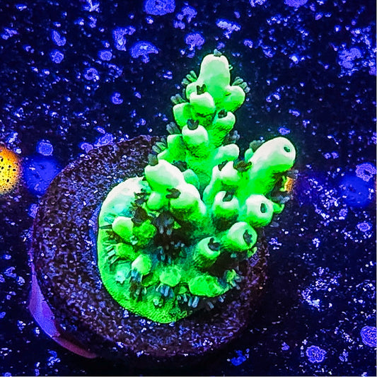 SA Woolly Mammoth Acropora S79 D9