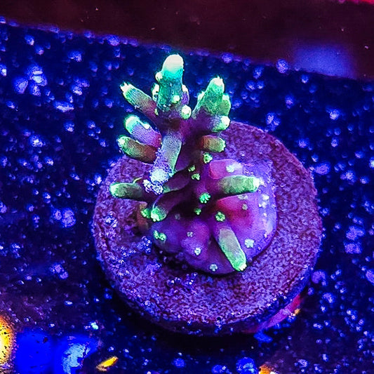 SA Green Dragon Acropora S79 E10