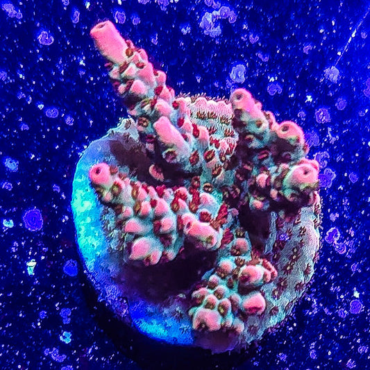 SA Fruit Cake Acropora S79 E2