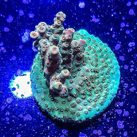 SA Fruit Cake Acropora S79 E3