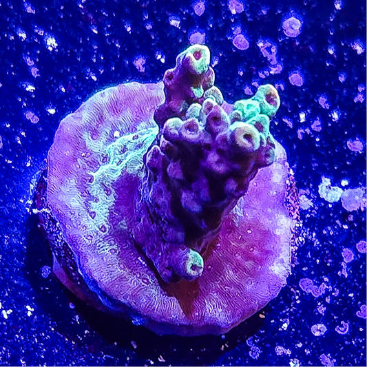 SA Mint Chip Acropora S79 E4