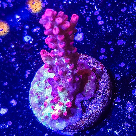 SA Strawberry Shortcake Acropora S79 E6