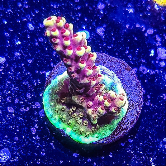 SA Pink Cadillac Acropora S79 E7