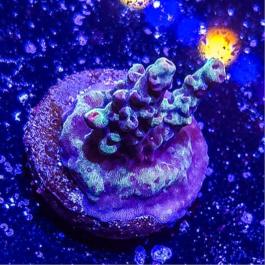 SA Mint Chip Acropora S79 E8