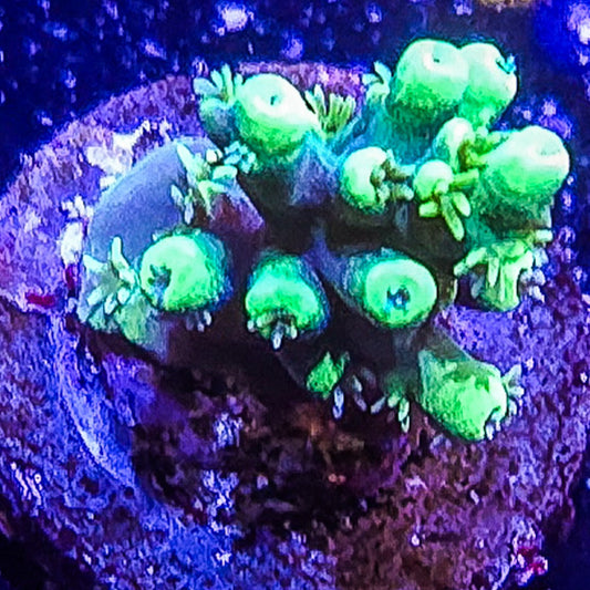 SA Woolly Mammoth Acropora  S79 E9