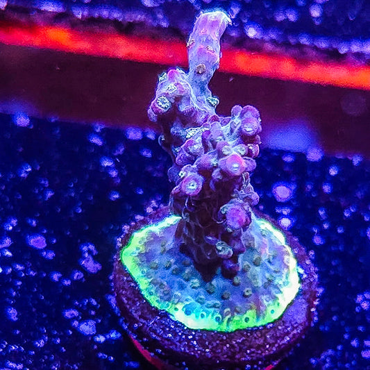 SA Apple Jacks Acropora S79 F10