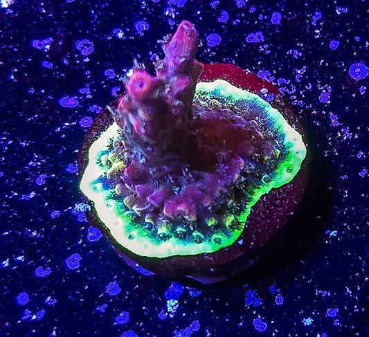 SA Apple Jacks Acropora S79 F2