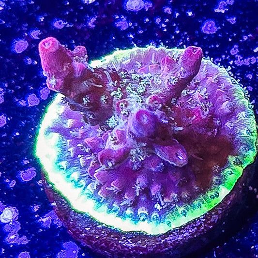 SA Apple Jacks Acropora S79 F3