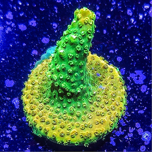 SA Orange Creamsicle Acropora S79 F4