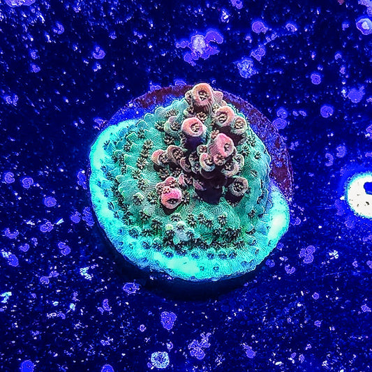 SA Fruit Cake Acropora S79 F5